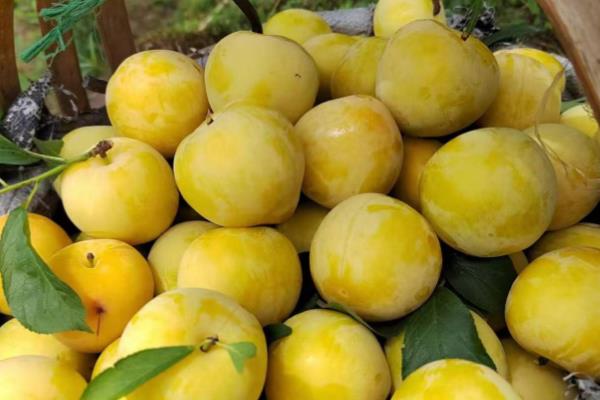 我国有什么品质好的李子，三月李、五月脆、蜂糖李等品种的品质较好