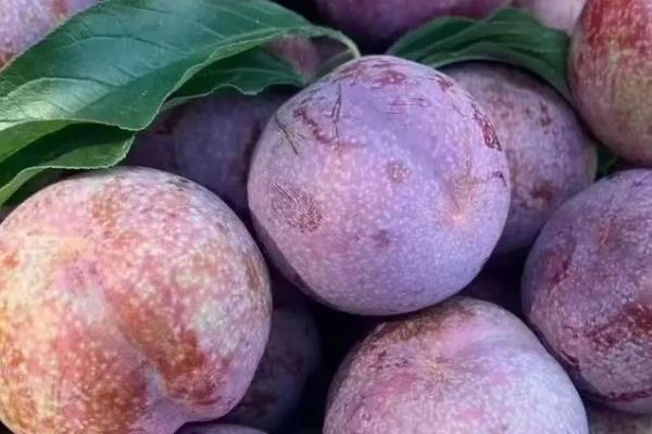 我国有什么品质好的李子，三月李、五月脆、蜂糖李等品种的品质较好