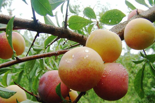 我国有什么品质好的李子，三月李、五月脆、蜂糖李等品种的品质较好