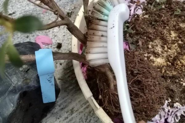 杜鹃花夏季叶子为什么干枯掉落,可能是强光暴晒所致