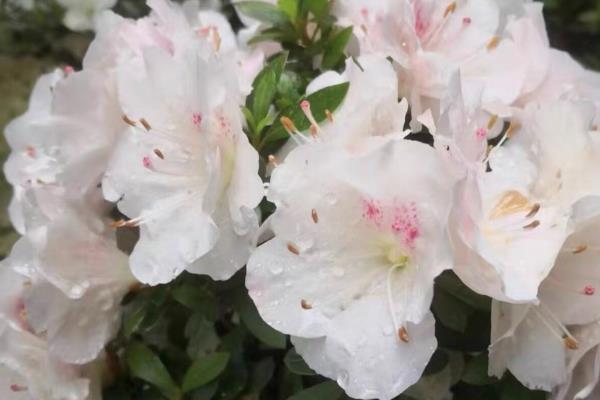 杜鹃花夏季叶子为什么干枯掉落,可能是强光暴晒所致