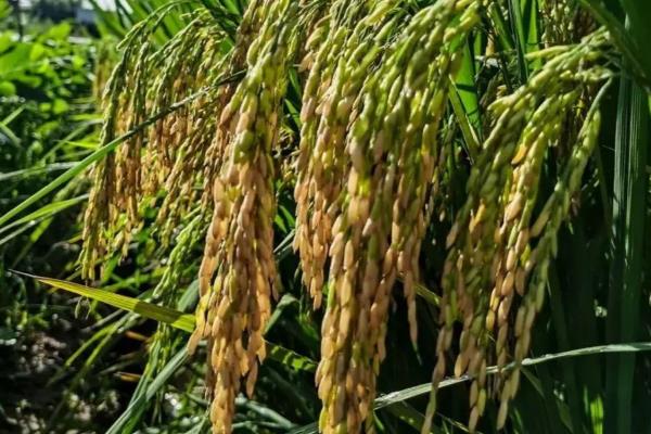 优质稻种如何挑选,选择饱满、整齐、完好的种子