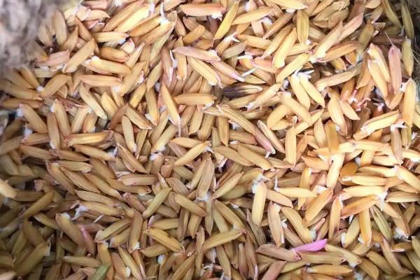 优质稻种如何挑选,选择饱满、整齐、完好的种子