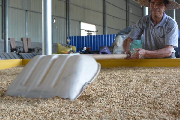 优质稻种如何挑选,选择饱满、整齐、完好的种子