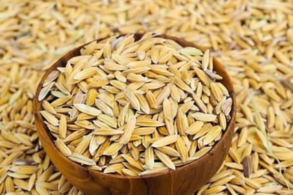 优质稻种如何挑选,选择饱满、整齐、完好的种子