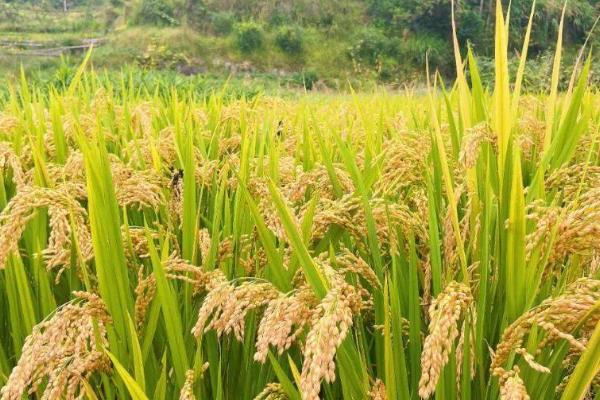 优质稻种如何挑选,选择饱满、整齐、完好的种子