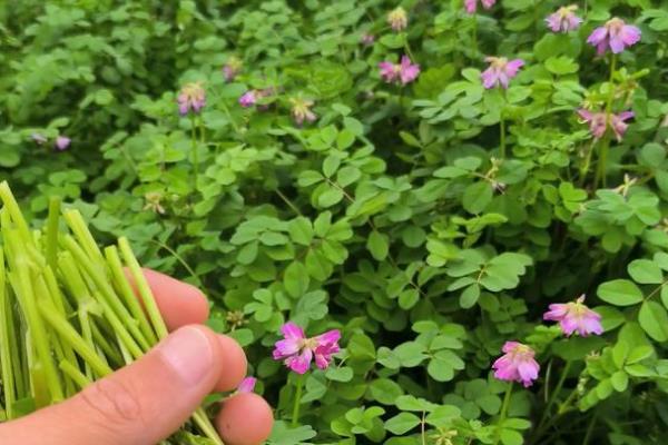 如何减少化肥用量，通过秸秆还田、种植紫云英等方式