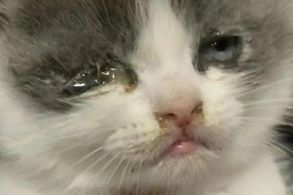 猫为什么流鼻涕,主要是感冒所致