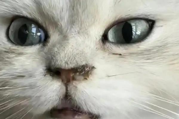 猫为什么流鼻涕,主要是感冒所致