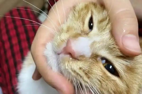 猫为什么流鼻涕,主要是感冒所致