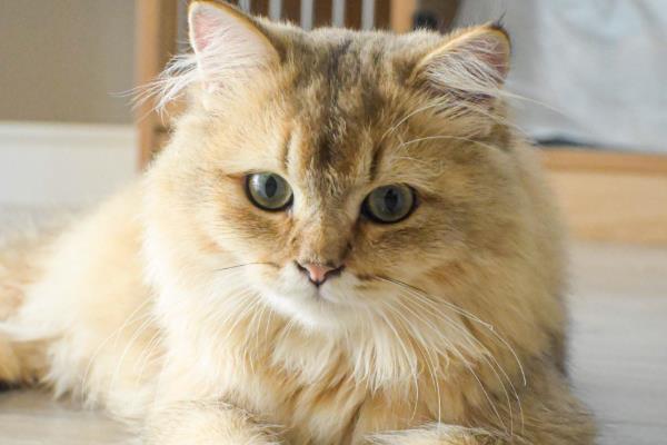 猫为什么流鼻涕,主要是感冒所致