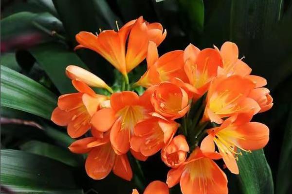 君子兰的特点是什么,其叶片肥厚且根系粗大