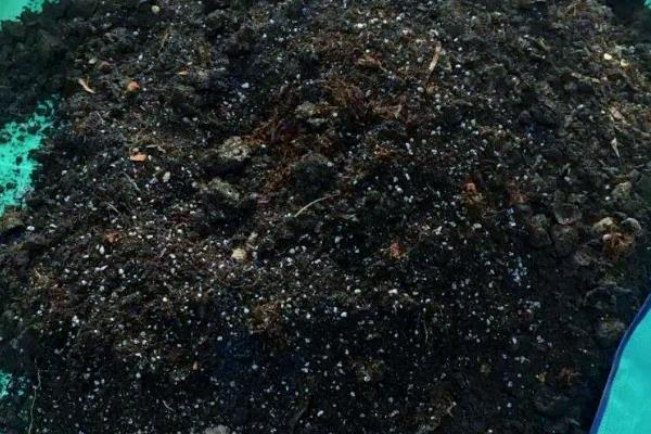 君子兰的特点是什么,其叶片肥厚且根系粗大