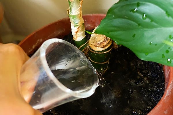 君子兰的特点是什么,其叶片肥厚且根系粗大