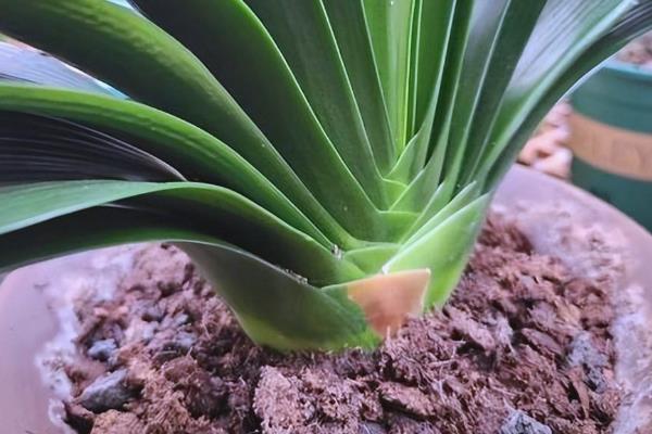 君子兰的特点是什么,其叶片肥厚且根系粗大