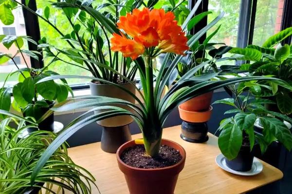 君子兰的特点是什么,其叶片肥厚且根系粗大