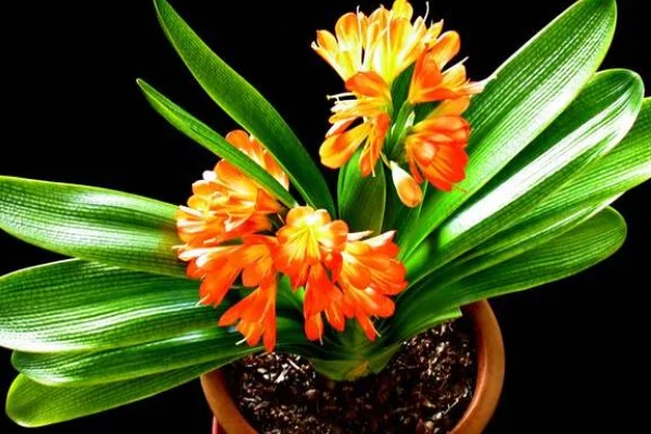 让君子兰开花的方法，花芽分化前要追施磷肥