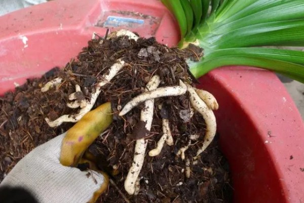 让君子兰开花的方法，花芽分化前要追施磷肥