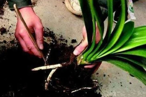 让君子兰开花的方法，花芽分化前要追施磷肥