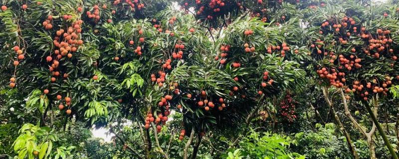 荔枝树在北方能不能活，不适合种植在我国北方