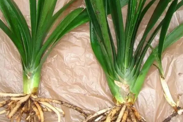 让君子兰开花的方法，花芽分化前要追施磷肥