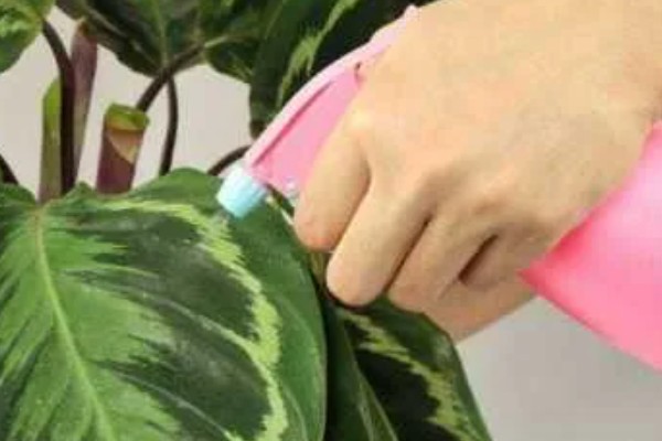 夏天竹芋黄叶怎么办,喜欢在湿润的环境中生长