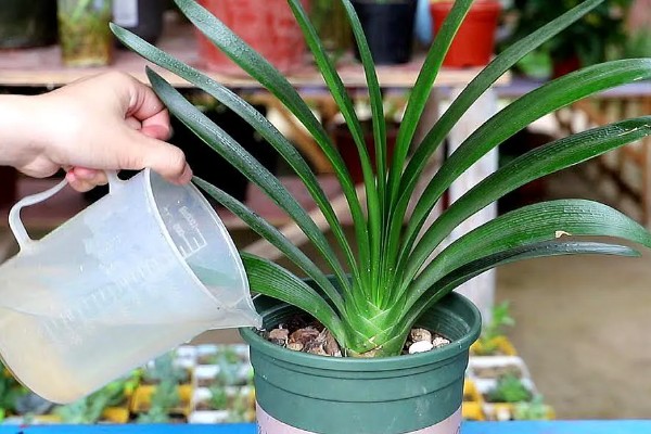 让君子兰开花的方法，花芽分化前要追施磷肥