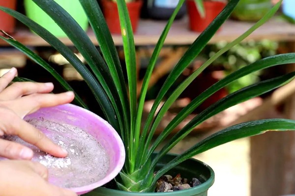 让君子兰开花的方法，花芽分化前要追施磷肥