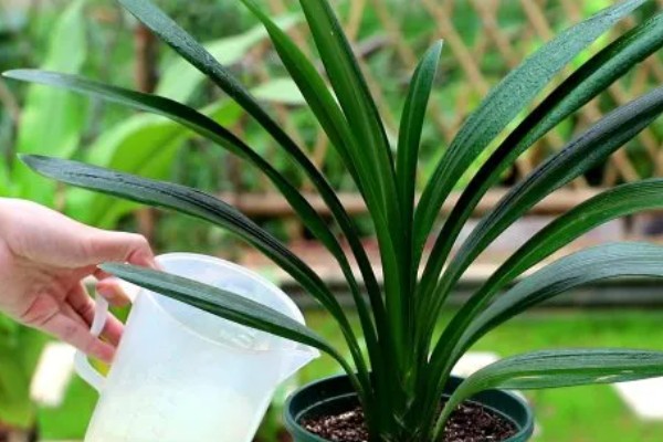 让君子兰开花的方法，花芽分化前要追施磷肥