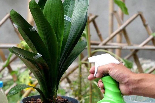 让君子兰开花的方法，花芽分化前要追施磷肥