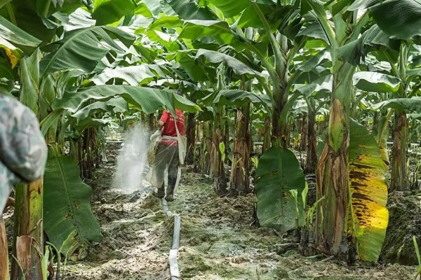 香蕉如何防寒，一定要加强肥水管理