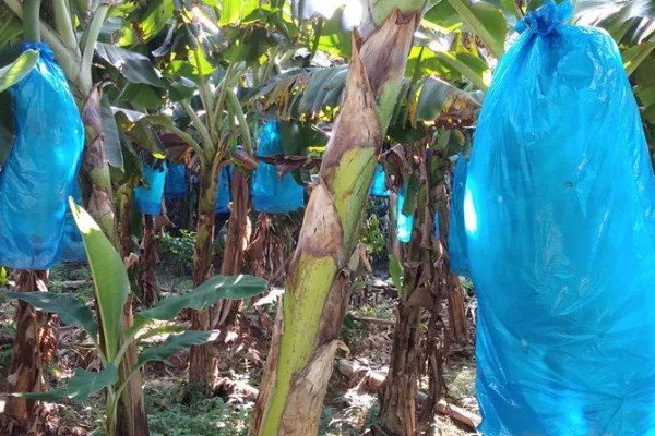 香蕉如何防寒，一定要加强肥水管理