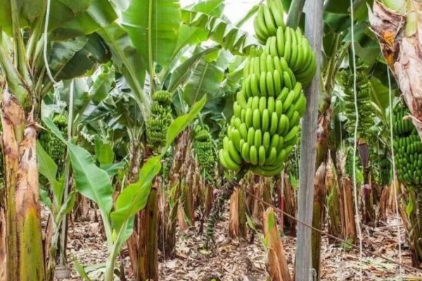 香蕉如何防寒，一定要加强肥水管理