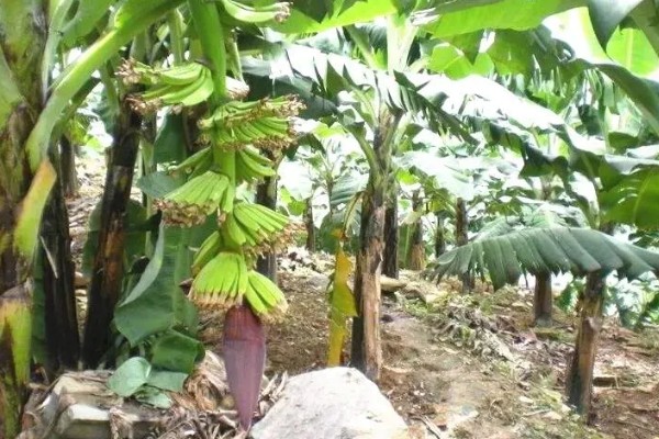 香蕉如何防寒，一定要加强肥水管理