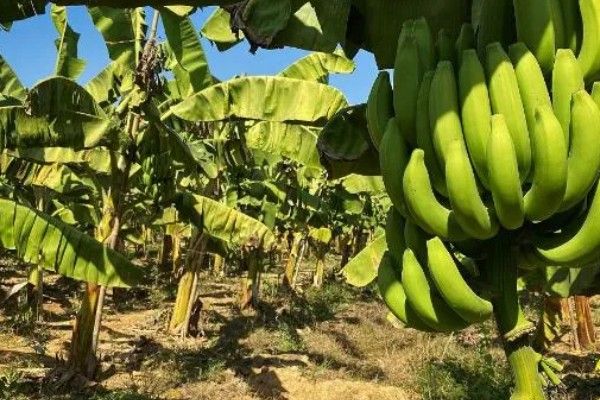 香蕉如何防寒，一定要加强肥水管理
