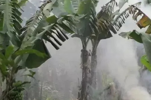 香蕉如何防寒，一定要加强肥水管理