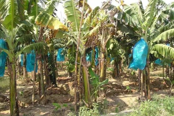 香蕉如何防寒，一定要加强肥水管理