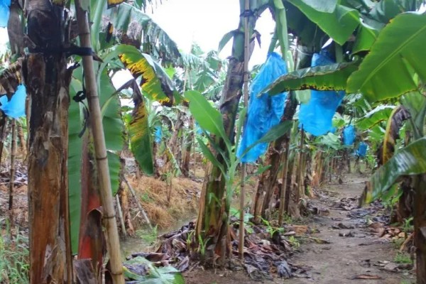 香蕉如何防寒，一定要加强肥水管理