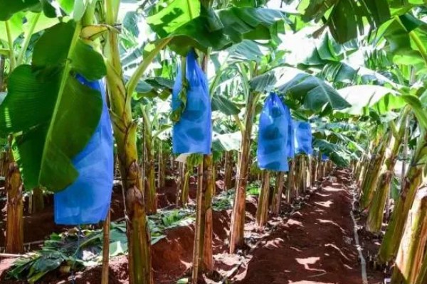 香蕉如何防寒，一定要加强肥水管理