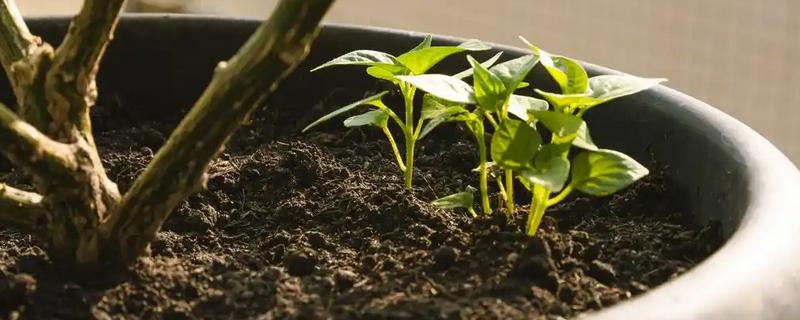 牡丹如何扦插生根快，插扦基质很重要