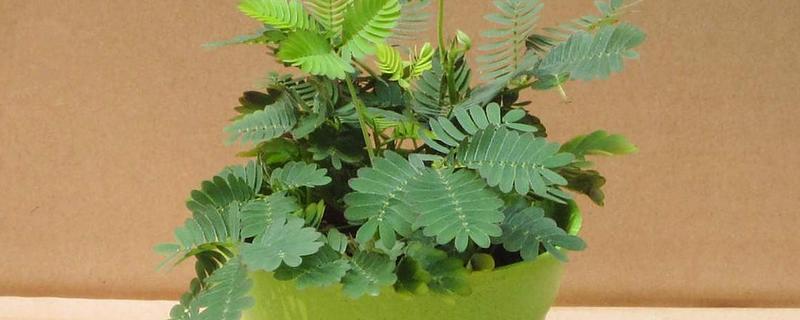 含羞草只有一年寿命吗，只能够存活大约1年左右