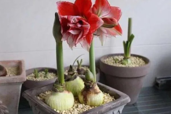 怎样让朱顶红球茎变大，一定要让它获取充足的水分