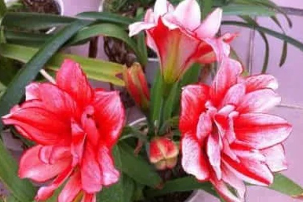 怎样让朱顶红球茎变大，一定要让它获取充足的水分