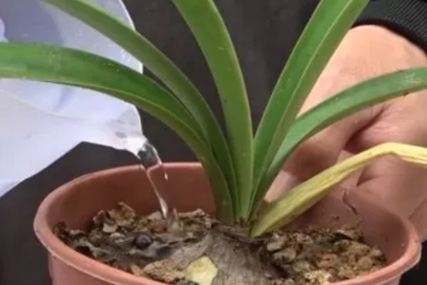 怎样让朱顶红球茎变大，一定要让它获取充足的水分