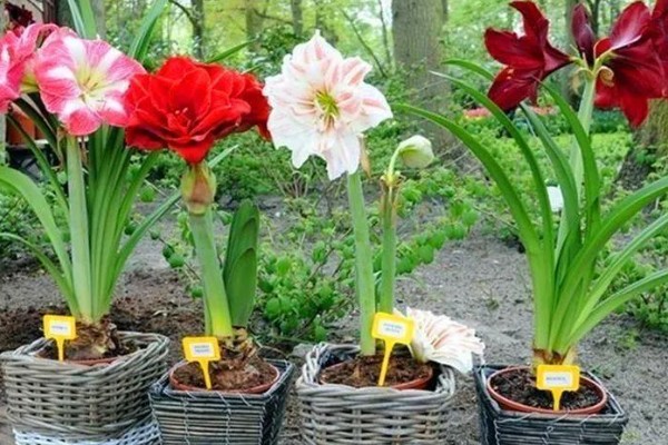 怎样让朱顶红球茎变大，一定要让它获取充足的水分