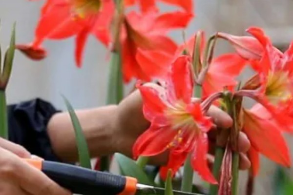 怎样让朱顶红球茎变大，一定要让它获取充足的水分