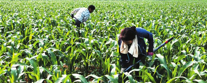 甜糯玉米用哪种除草剂，可使用硝磺草酮