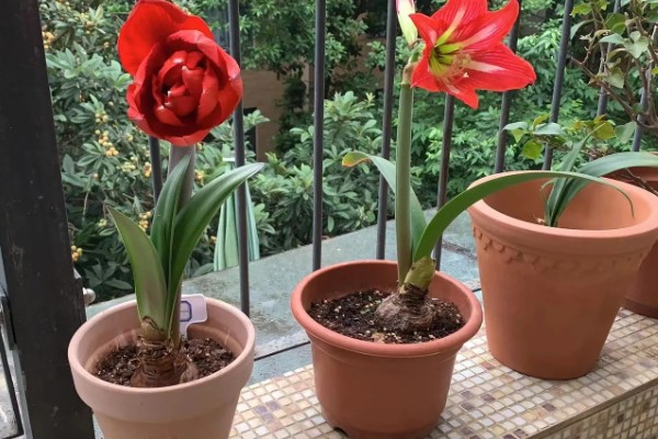 怎样让朱顶红球茎变大，一定要让它获取充足的水分