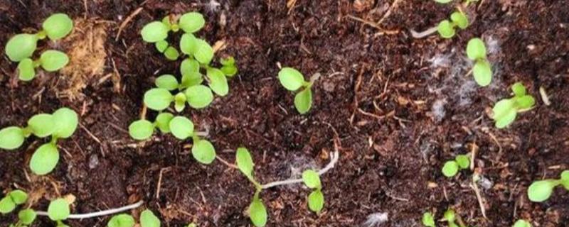 洋桔梗种子的种植方法，一般在春秋两季种植