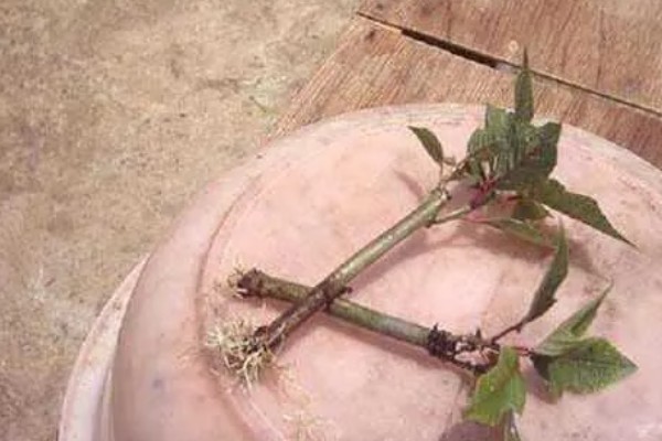 牡丹如何扦插生根快,插扦基质很重要